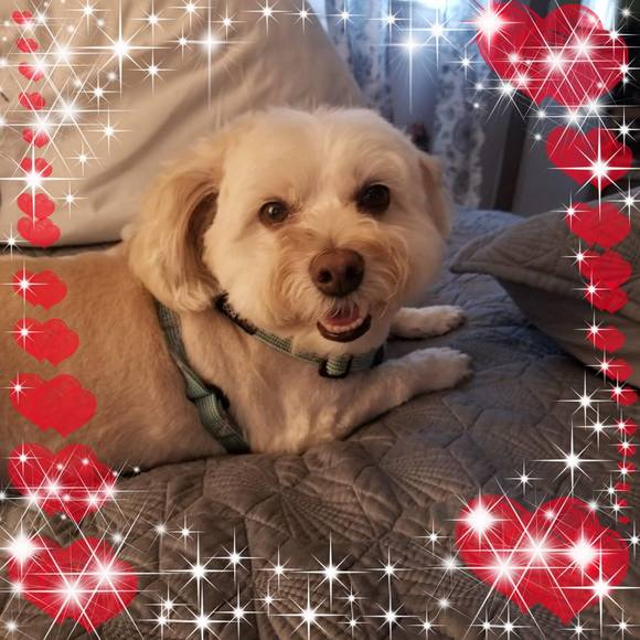 Poshmark profile picture for @capote